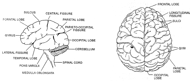 875_human brain.png